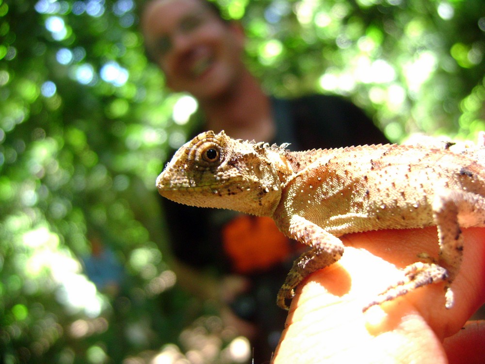 Scale belly chameleon